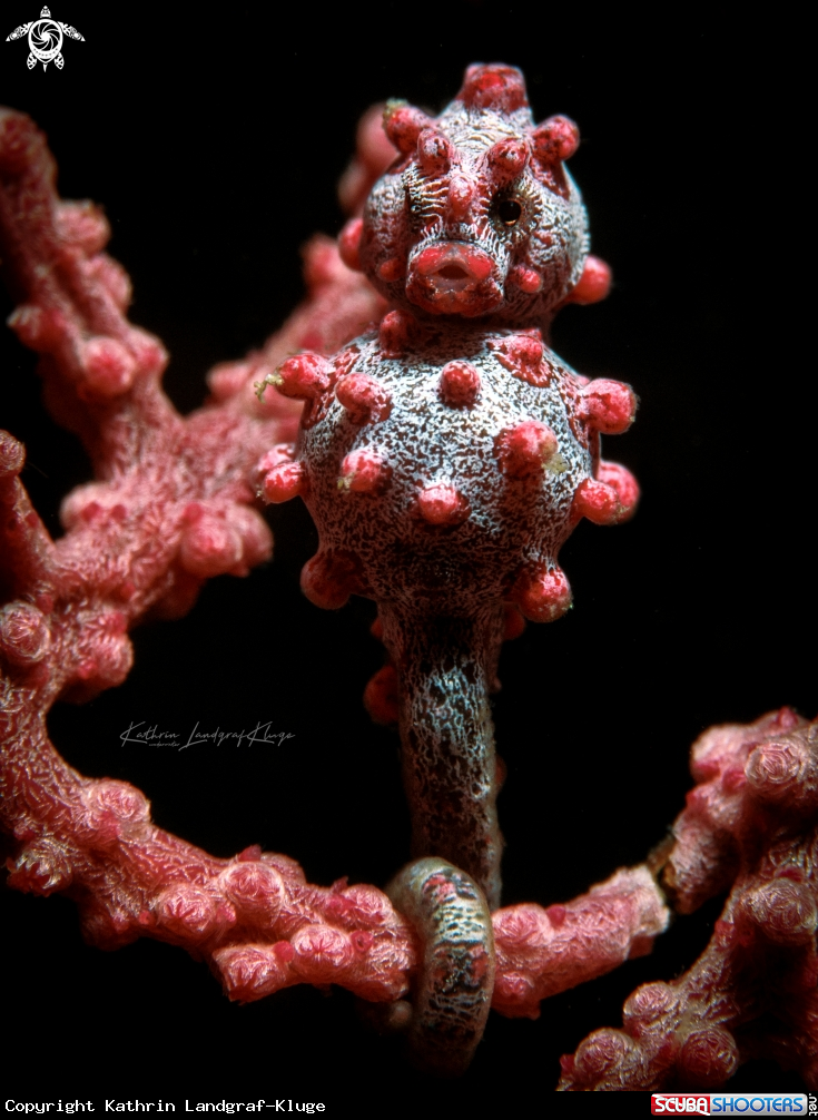 A Bargibanti Pygmy Seahorse 