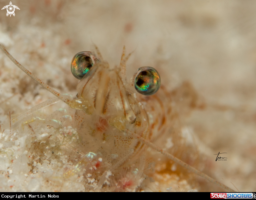 A Velvet shrimp