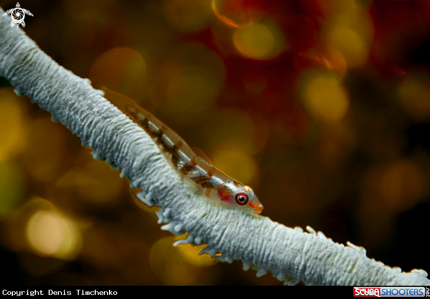A GOBY
