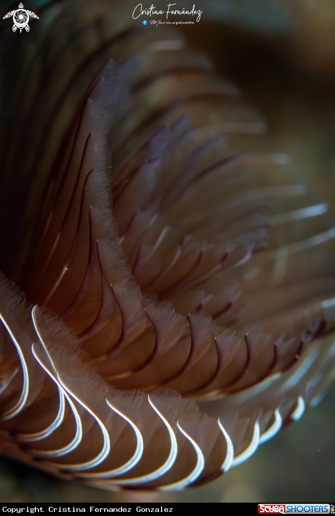 A Tube worm