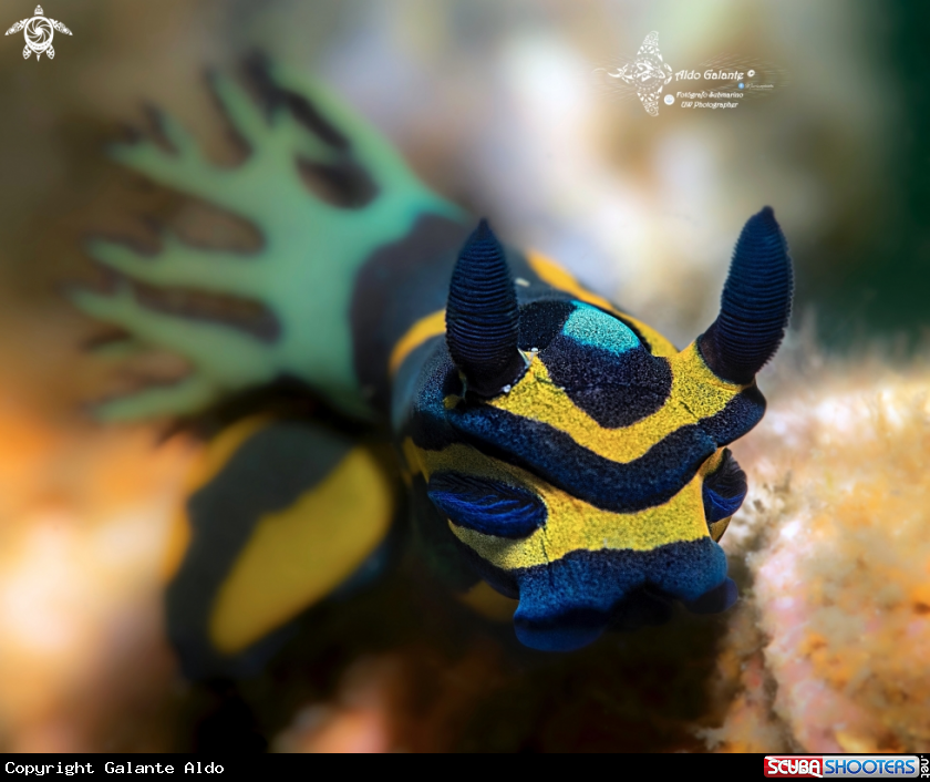 A Nudibranch
