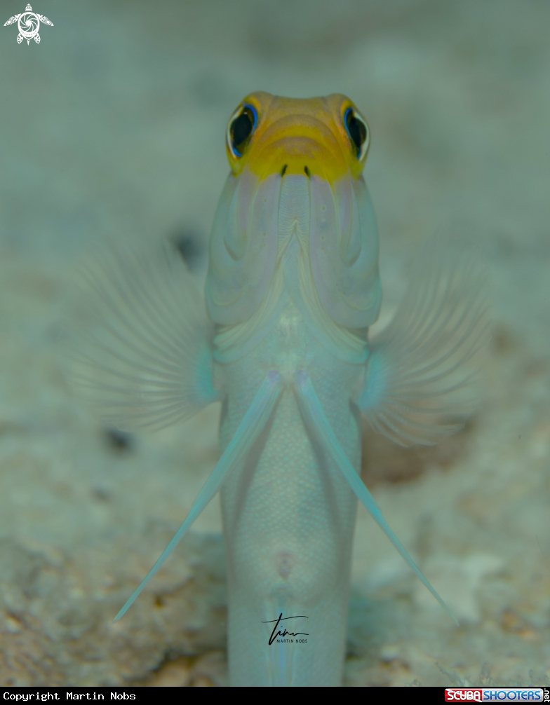 A Yellowhead Jawfish
