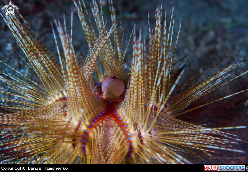 A SEA URCHIN