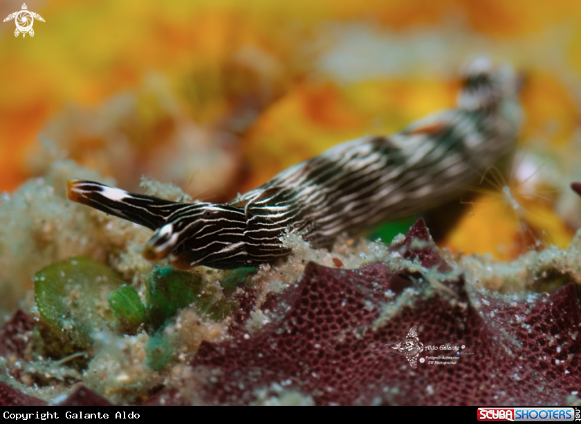 A Nudibranch - Sea Slug