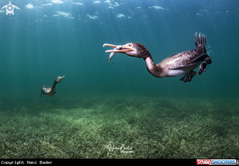 A Socotra cormorant