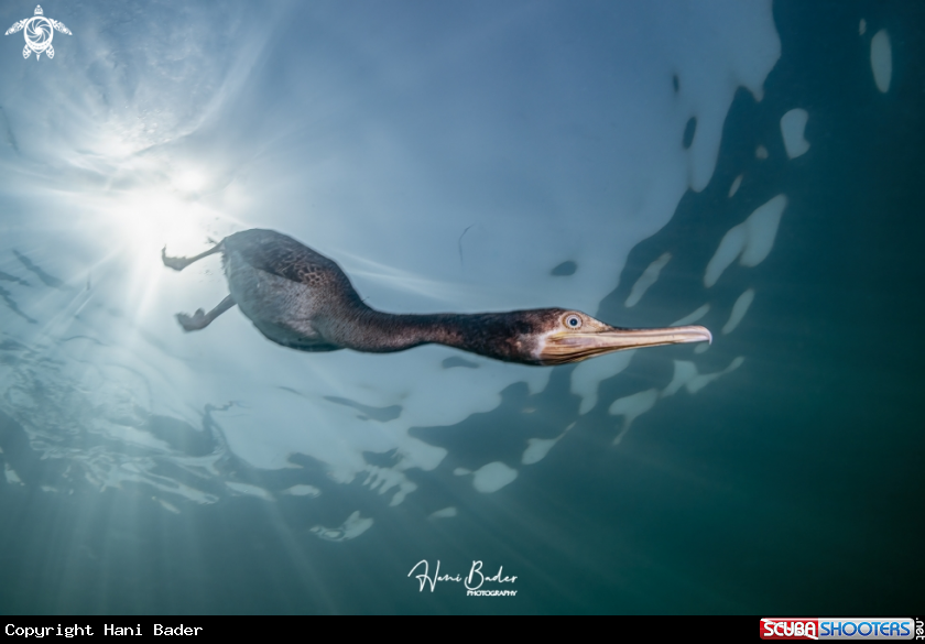 A Socotra cormorant