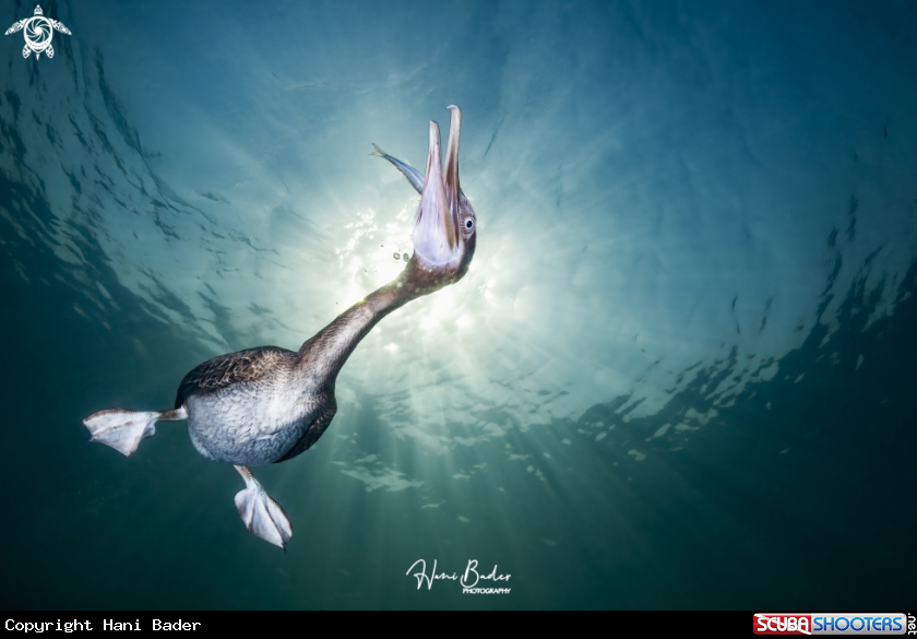 A Socotra cormorant