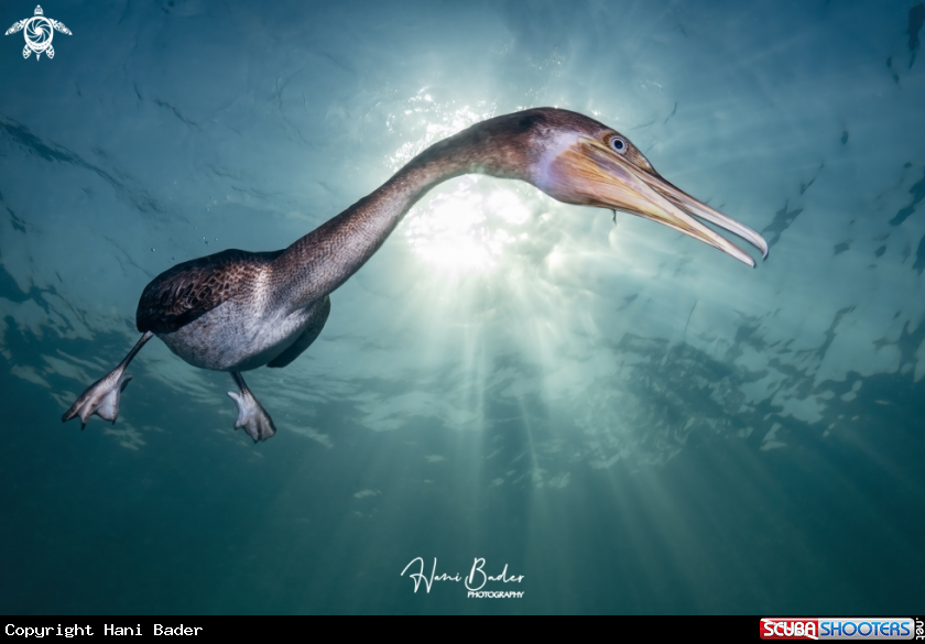 A Socotra cormorant