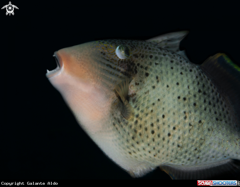 A Yellowmargin Triggerfish