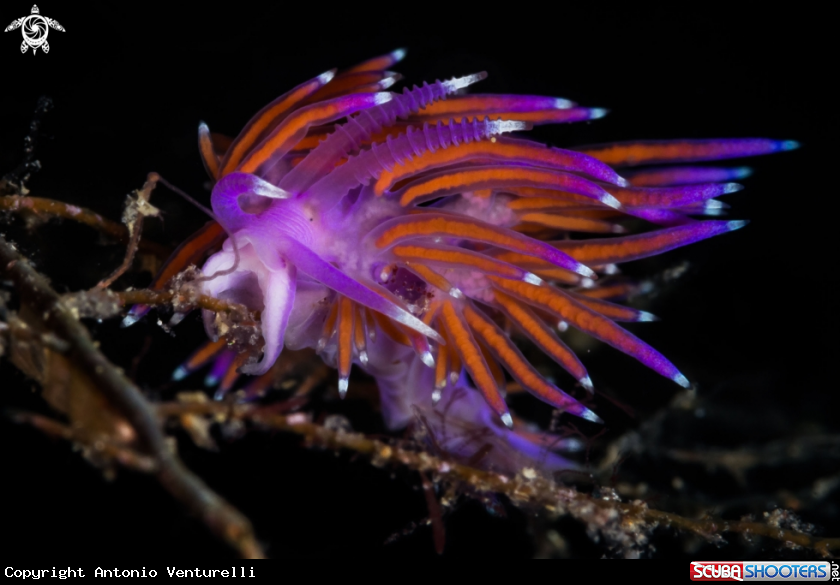 A Flabellina nudibranch
