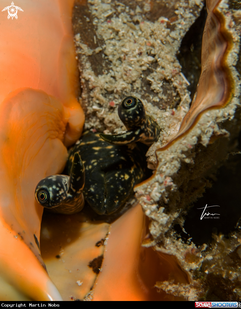 A Queen Conch