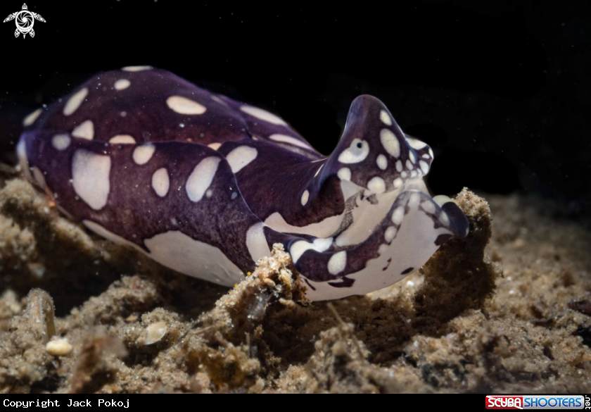 A Philinopsis pilsbryi