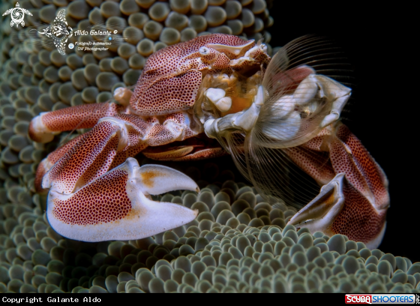 A Porcelain Crab