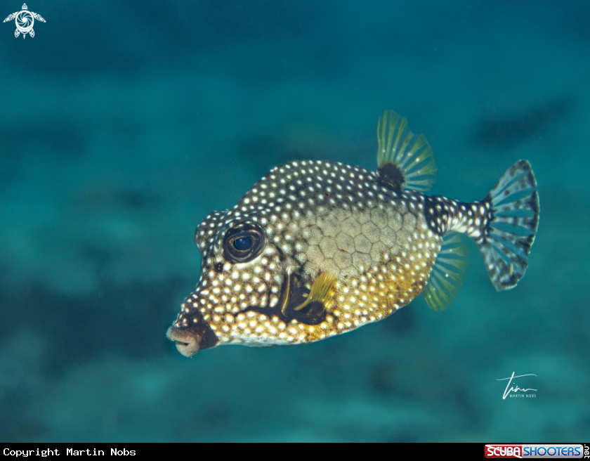 A Smooth Trunkfish
