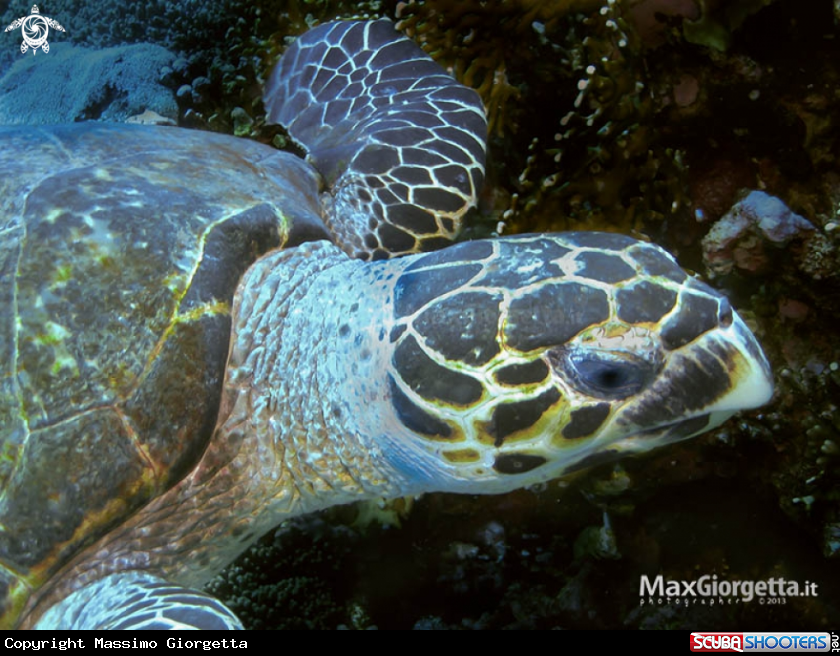 A turtle