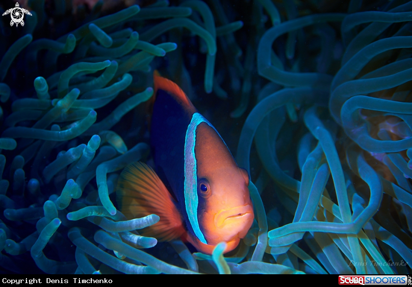 A FISH
