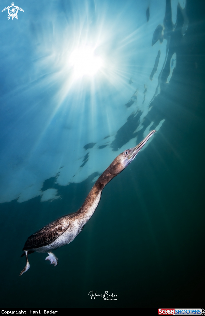 A Socotra cormorant Birds
