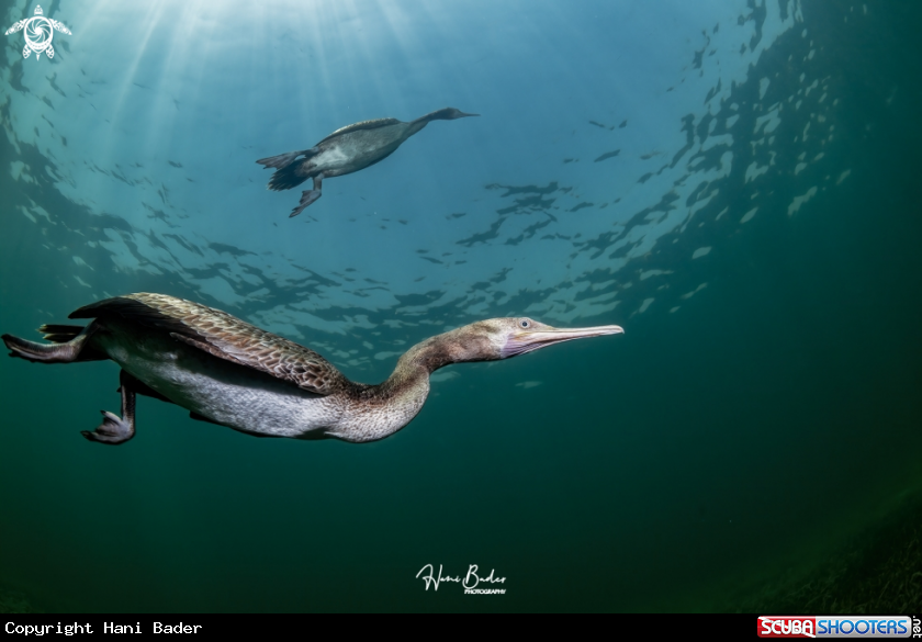 A Socotra cormorant Birds