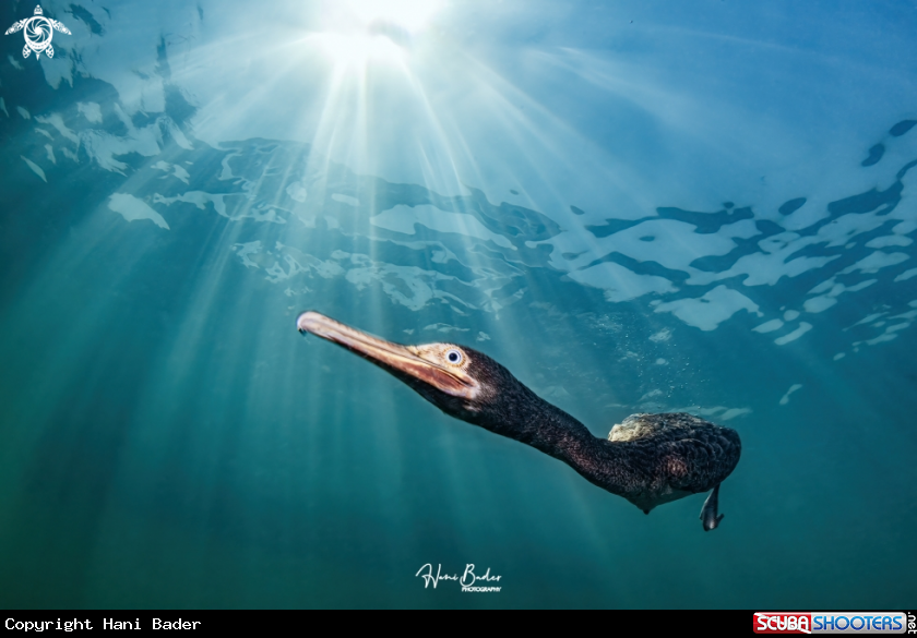 A Socotra cormorant 