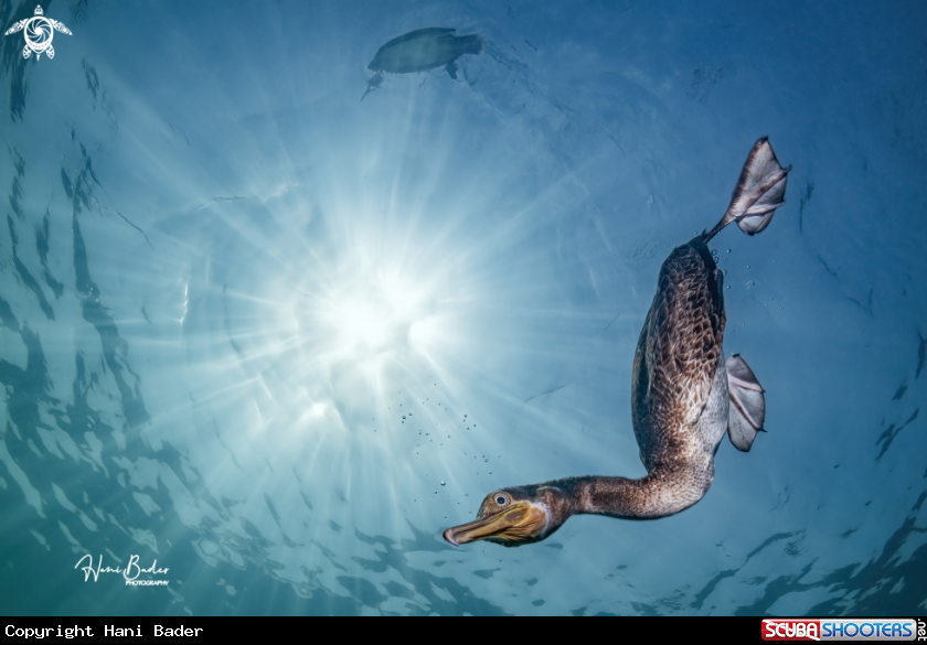A Socotra cormorant 
