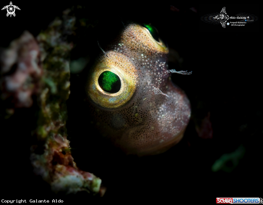 A Blenny