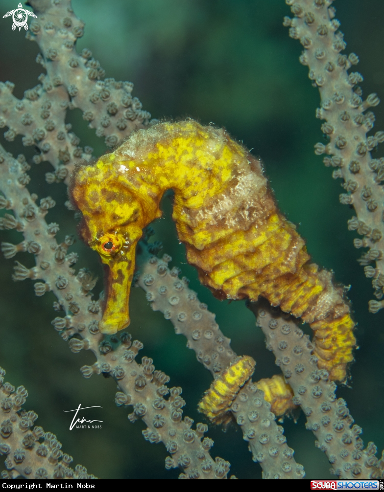 A Seahorse