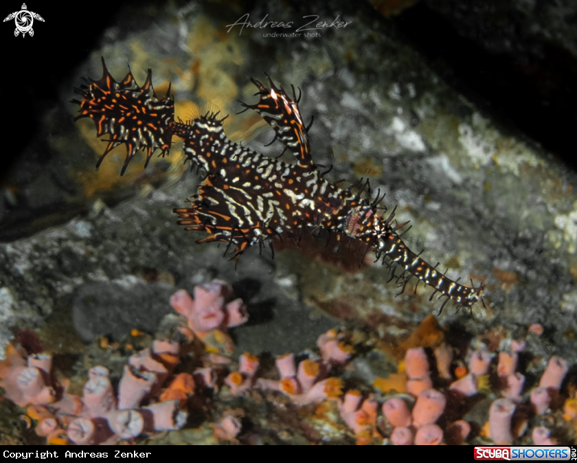 A Ornate ghostpipefish