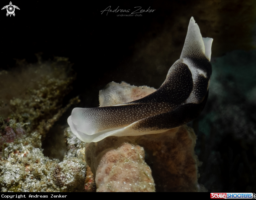 A Headshield slug
