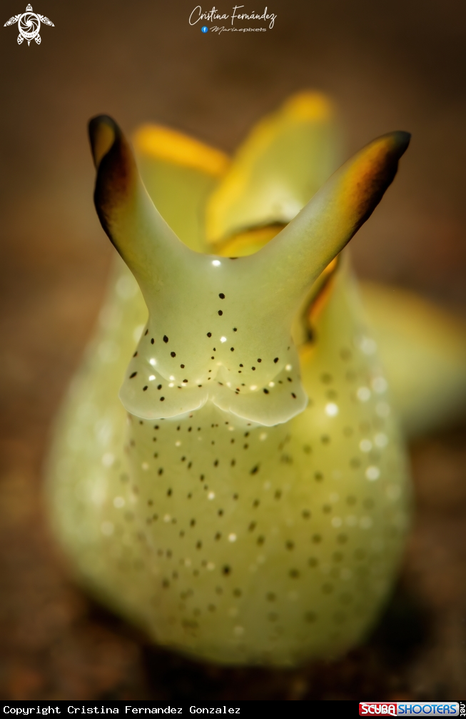A Nudibranch