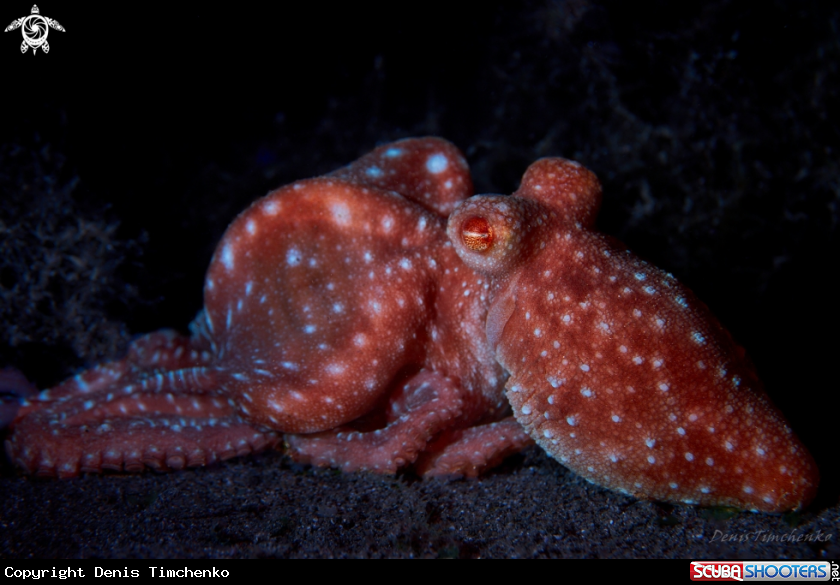 A OCTOPUS