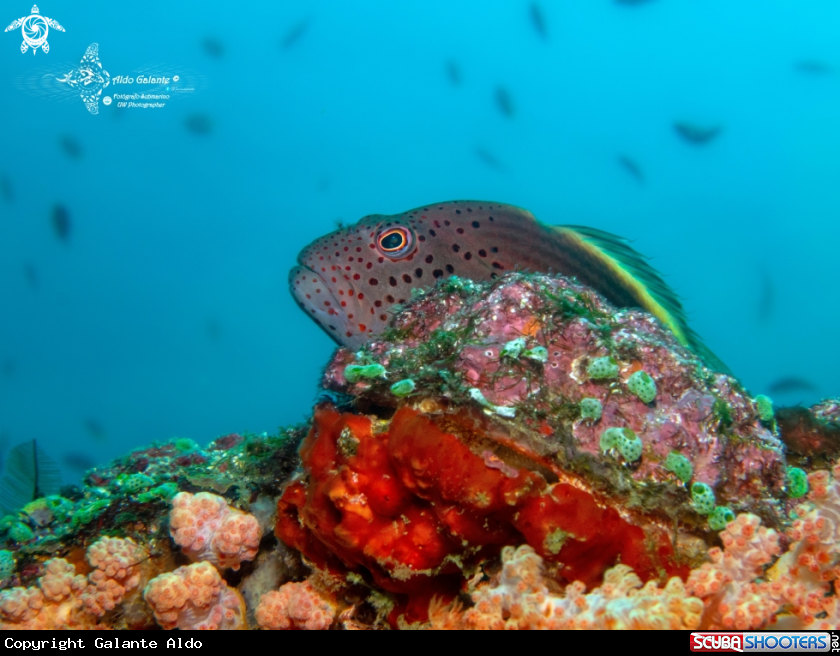 A Forster's Hawkfish