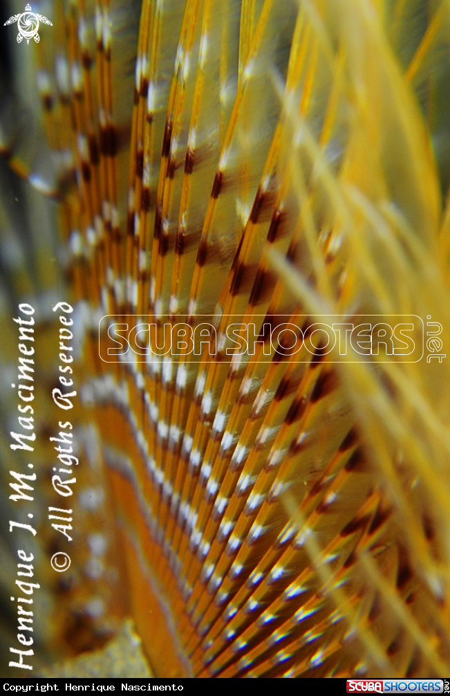 A espirografo