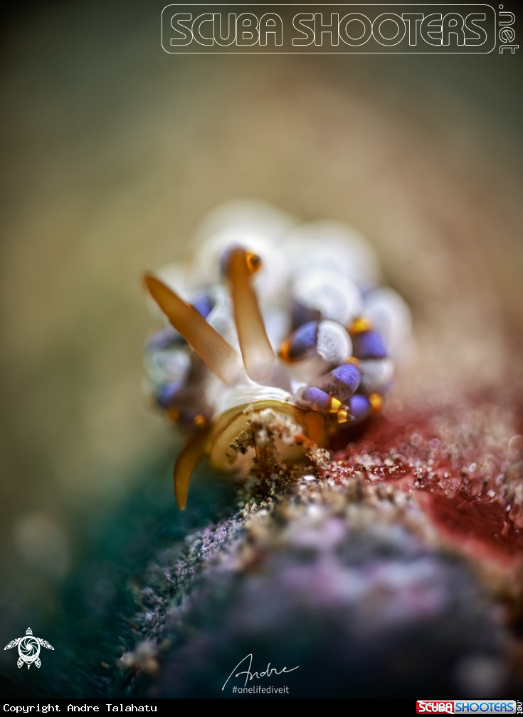 A Nudibranch