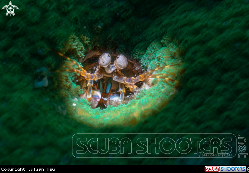 A Mantis shrimp