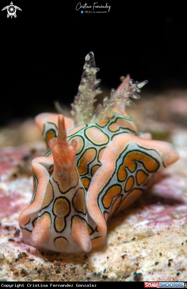 A Nudibranch
