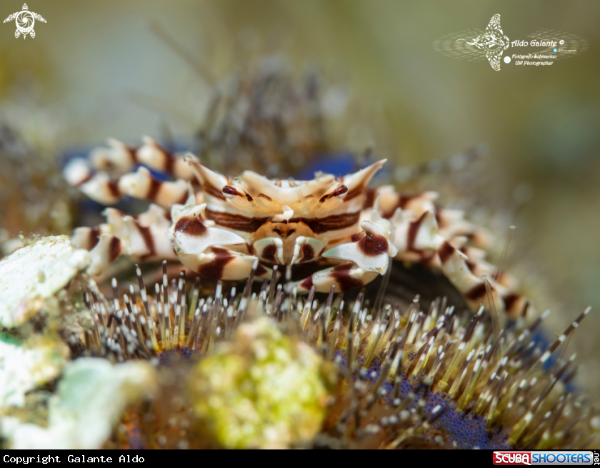 A Zebra Crab 