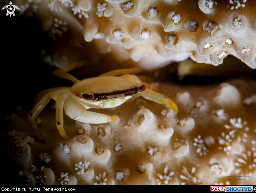 A Crab