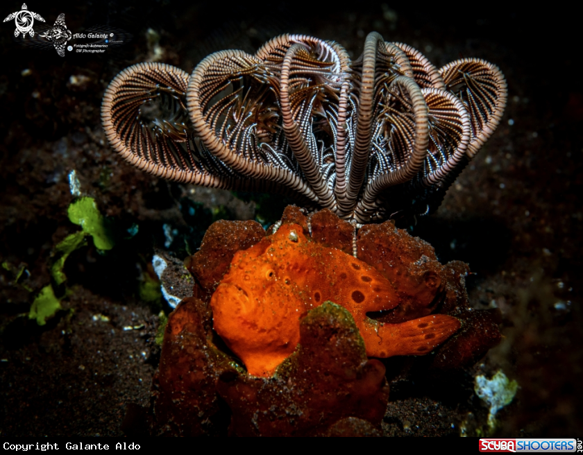 A Painted Frogfish