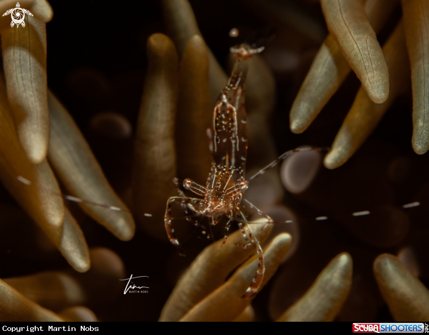 A Sun anemone shrimp