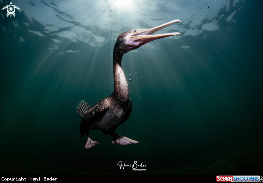 A Socotra cormorant Birds