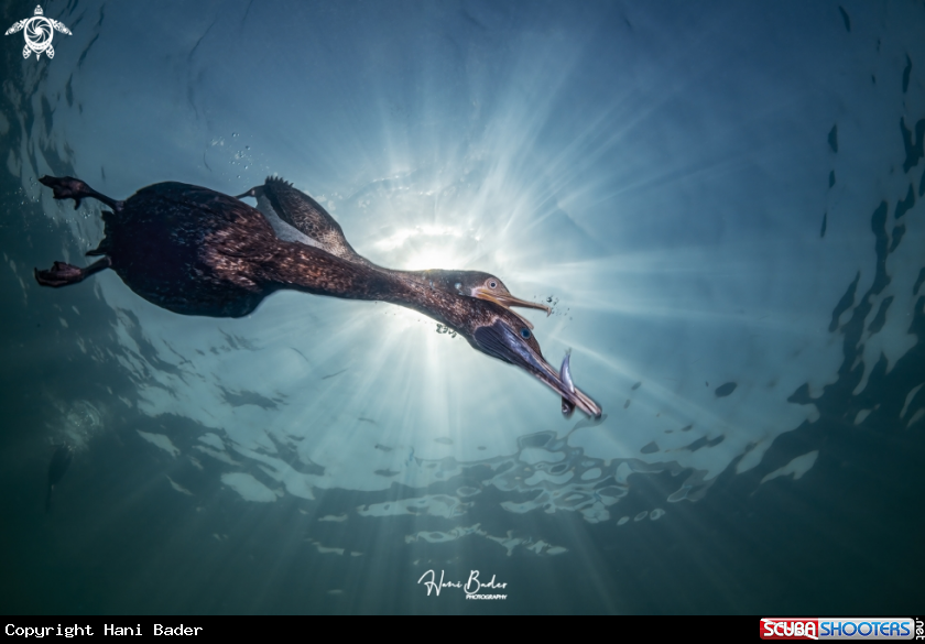 A Socotra cormorant Birds