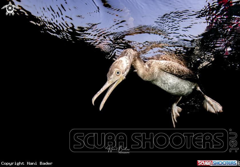 A Socotra cormorant Birds