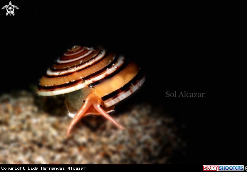 A cowrie