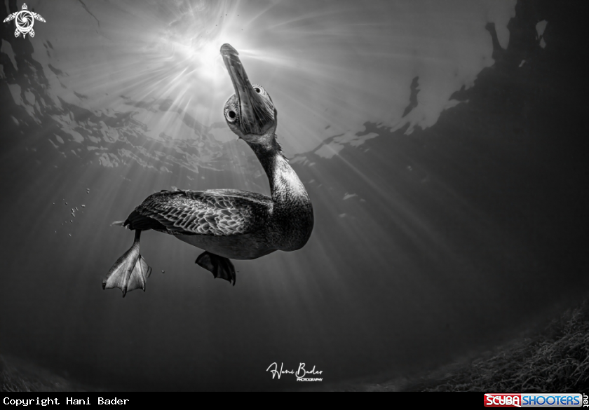 A Socotra cormorant Birds