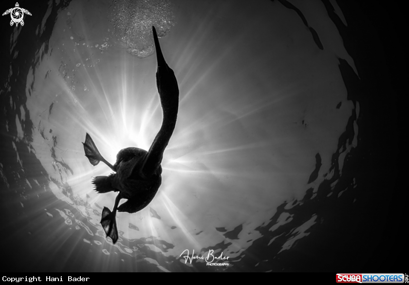 A Socotra cormorant Birds