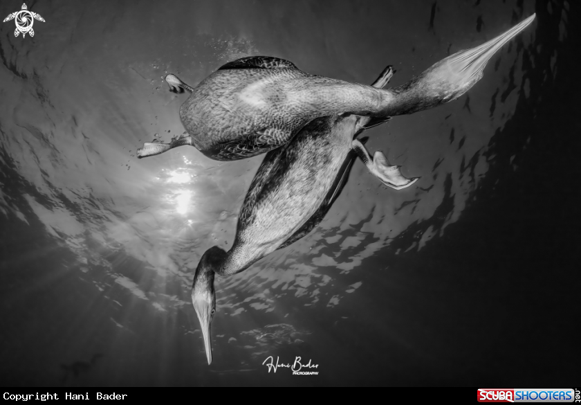 A Socotra cormorant Birds