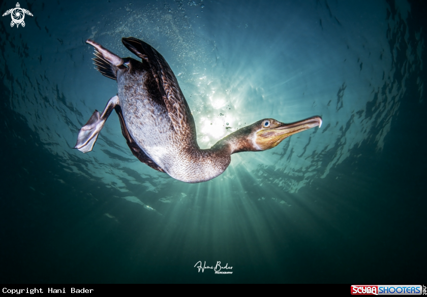 A Socotra cormorant Birds