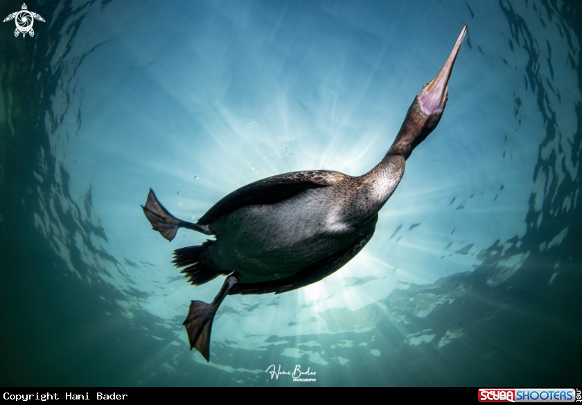 A Socotra cormorant Birds