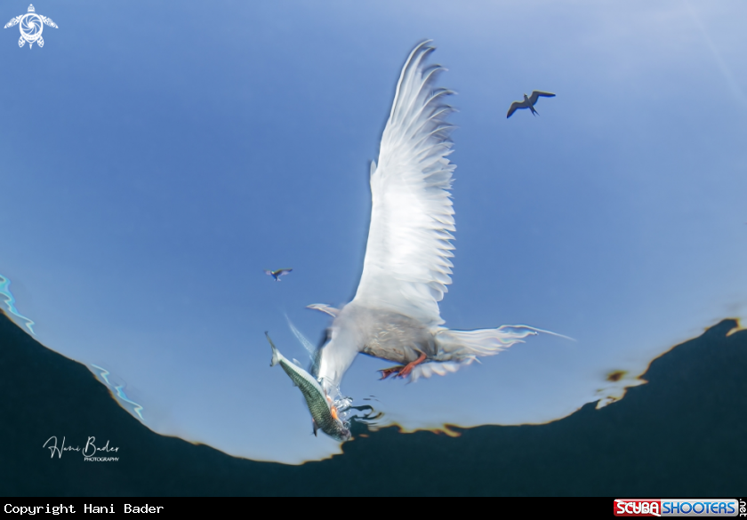 A White-cheeked tern