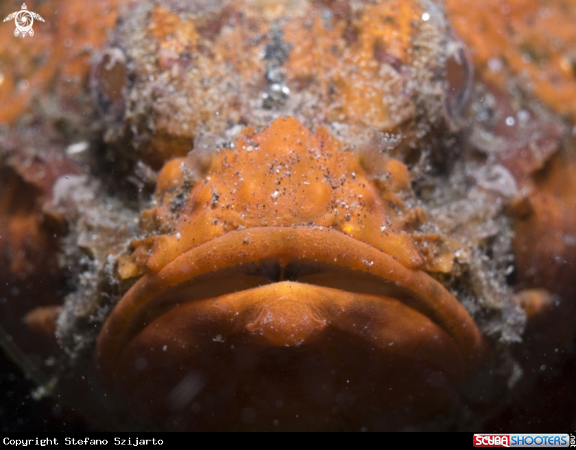 A underwater creature